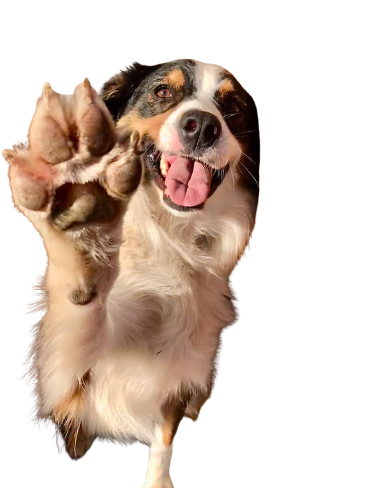 Doggie Daycare Doggie Daycare