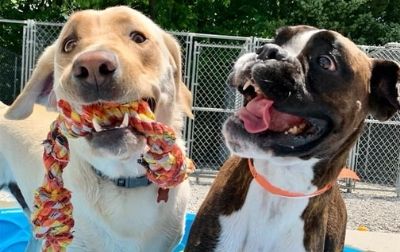 Daycare Doggie Daycare