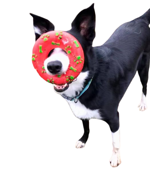 Toy