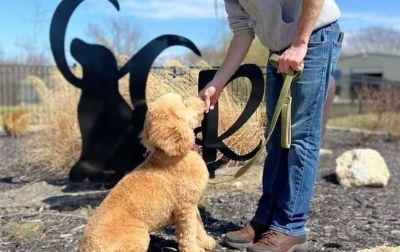Training Dog Training