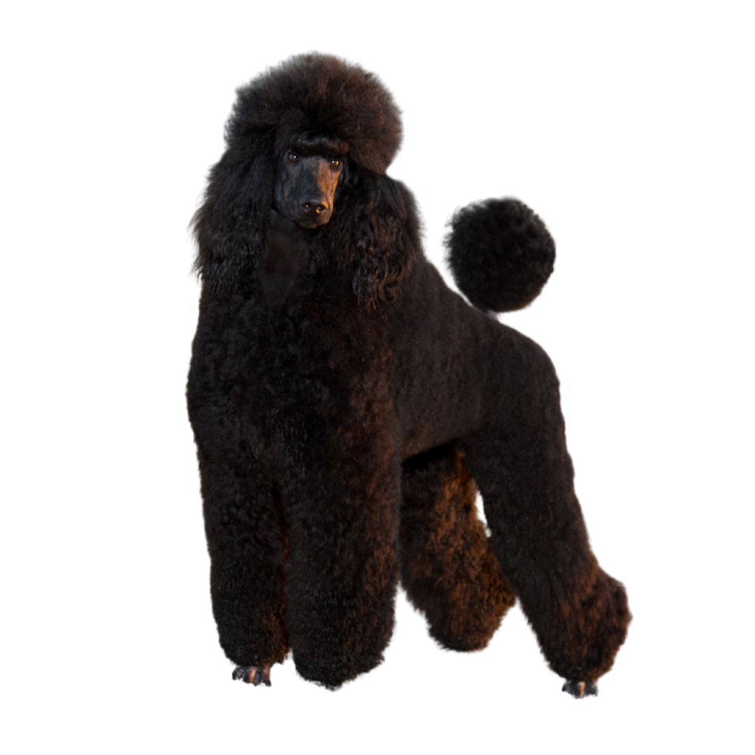 Dog Grooming Dog Grooming
